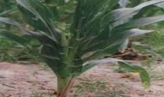 玉米病虫害防治 玉米病虫害防治