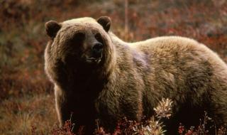 人类灭绝过多少动物 人类灭绝过多少动物