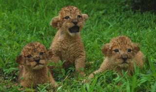 深圳动物园门票团购 深圳动物园门票团购