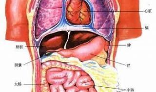 人体五脏六腑位置图 人体五脏六腑位置图