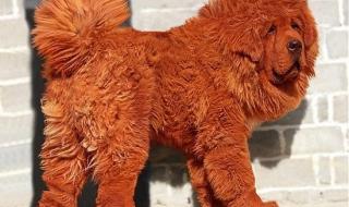 世界上最贵的藏獒