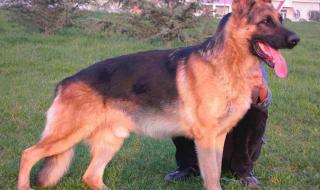 苏格兰牧羊犬图片