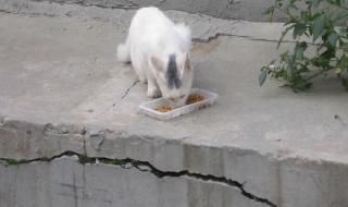 在下正是法外狂徒