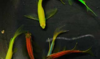 荧光斑马鱼 荧光斑马鱼