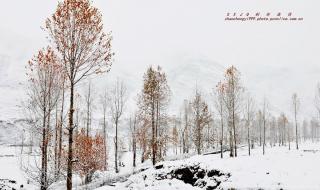 5年级作文雪中即景 5年级作文雪中即景