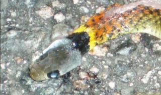 毒蛇的毒牙一般长在