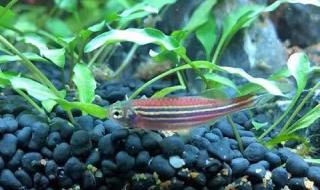 荧光斑马鱼 荧光斑马鱼