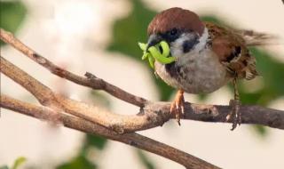 早起的鸟儿有虫吃