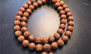 一猫一菩提 一猫一菩提