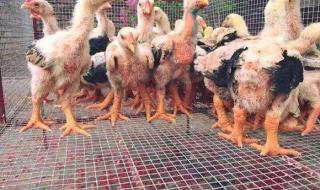 越南东涛鸡 越南东涛鸡