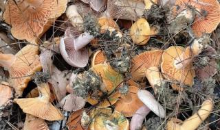 村民捡到巨型野生菌