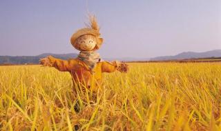 黑龙江玉米最新价格 黑龙江玉米最新价格