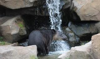 上海动物园门票团购 上海动物园门票团购