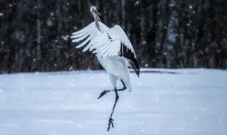 鹤舞白沙我心飞翔 鹤舞白沙我心飞翔