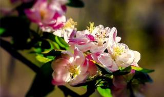 一朵花开百花杀小说