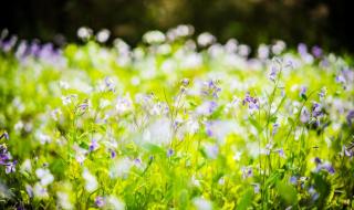 葳蕤菡萏是什么意思