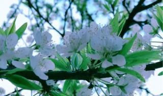 春暖花开的简短句子