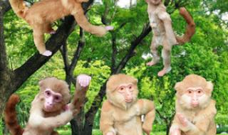 块儿八毛是什么生肖