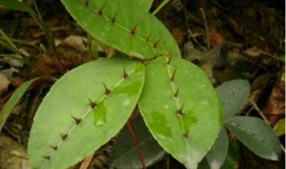 两面针的功效与作用 两面针的功效与作用